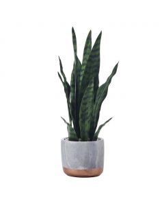 Mikasa Home Accents Artificial Snake Plant Design